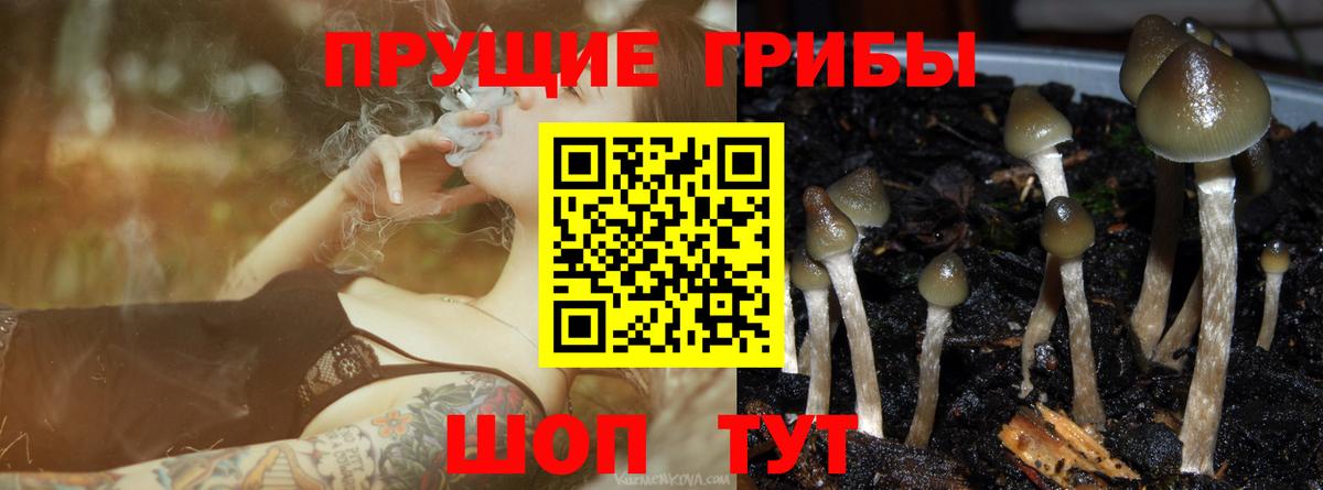 Псилоцибиновые грибы мицелий Сунжа